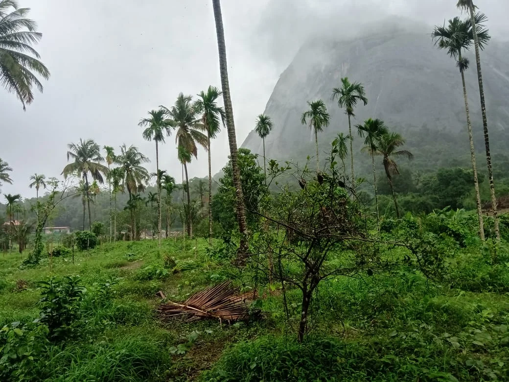 Lush green fields under a clear sky with palm trees and a misty mountain in the background.