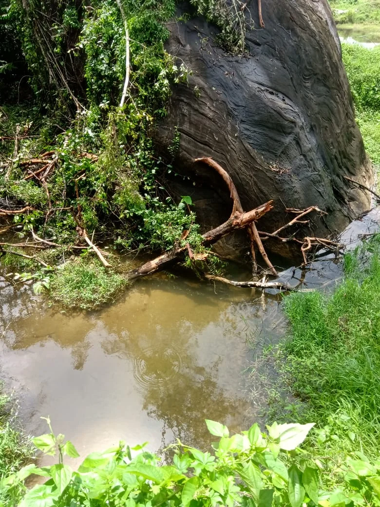 A tranquil scene of a small stream flowing past a large, dark rock formation and surrounded by lush green foliage.
