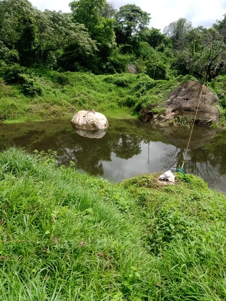 A serene pond on the farm with two large white rocks, surrounded by lush green grass and trees under a cloudy sky.