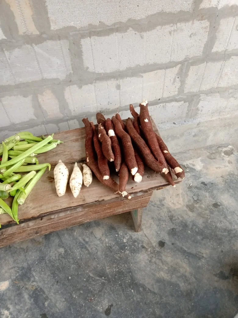 A display of freshly harvested cassava roots and some green okra pods on a wooden bench against a concrete wall.