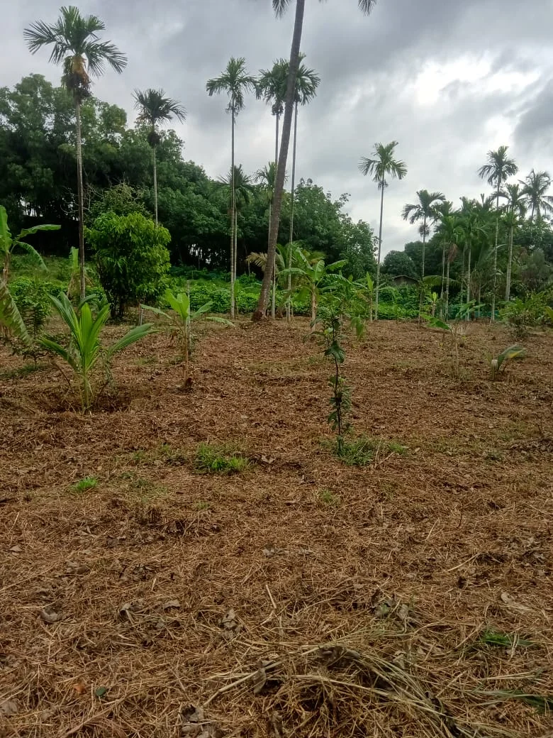 A newly planted field with young saplings, surrounded by tall palm trees under a dramatic cloudy sky, showing the farm's expansion.