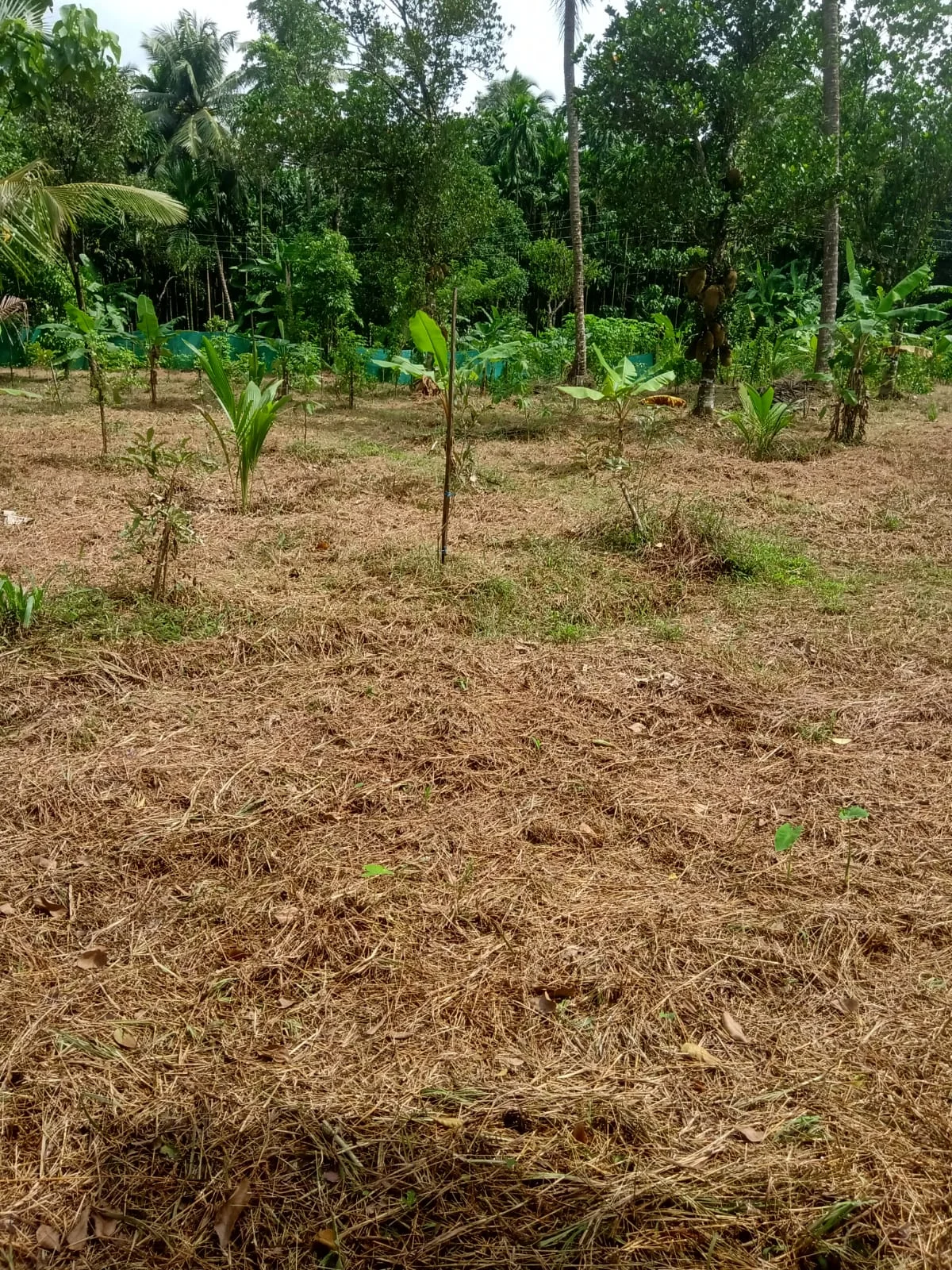 A wide view of a cleared farm plot with young plants, covered in dry grass clippings, ready for new crops under a bright sky.