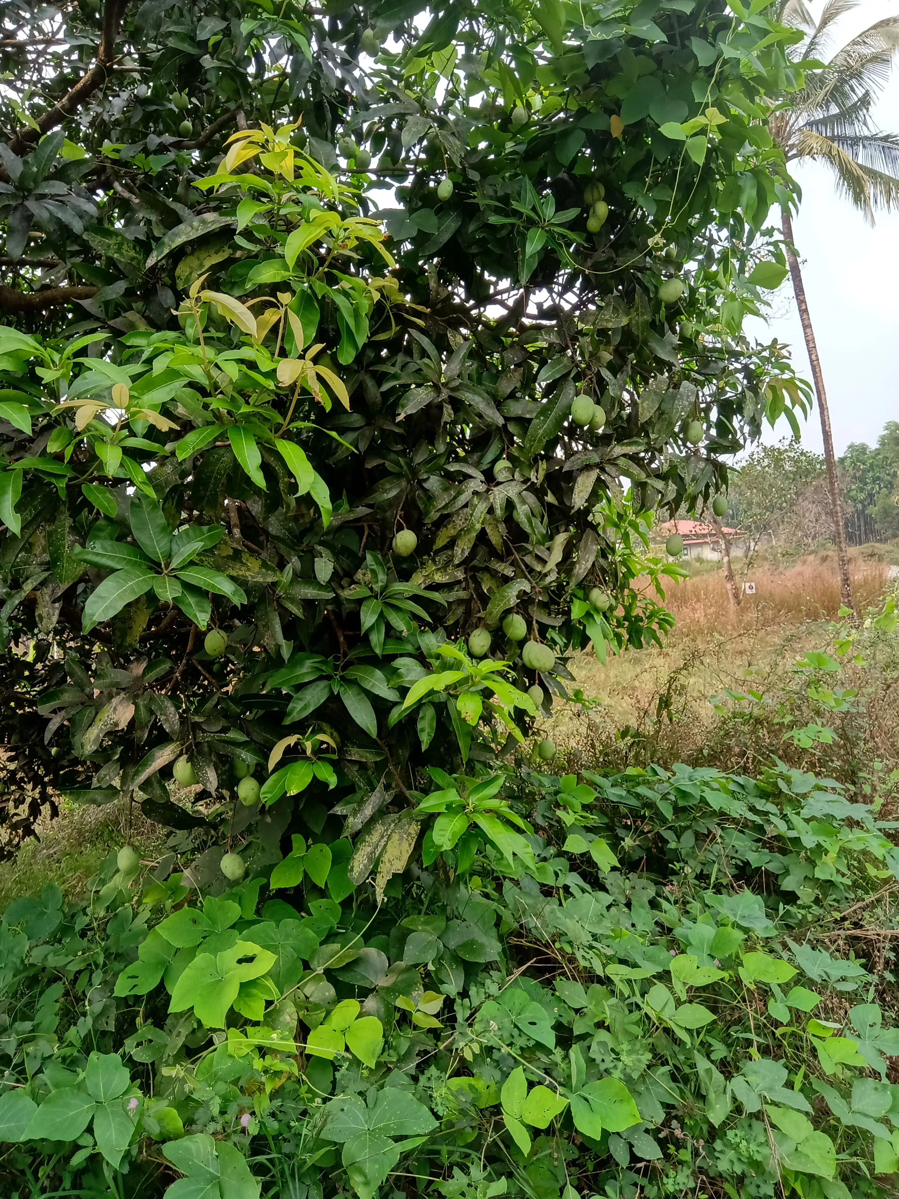 A vibrant mango tree laden with green, unripe mangoes surrounded by lush foliage.