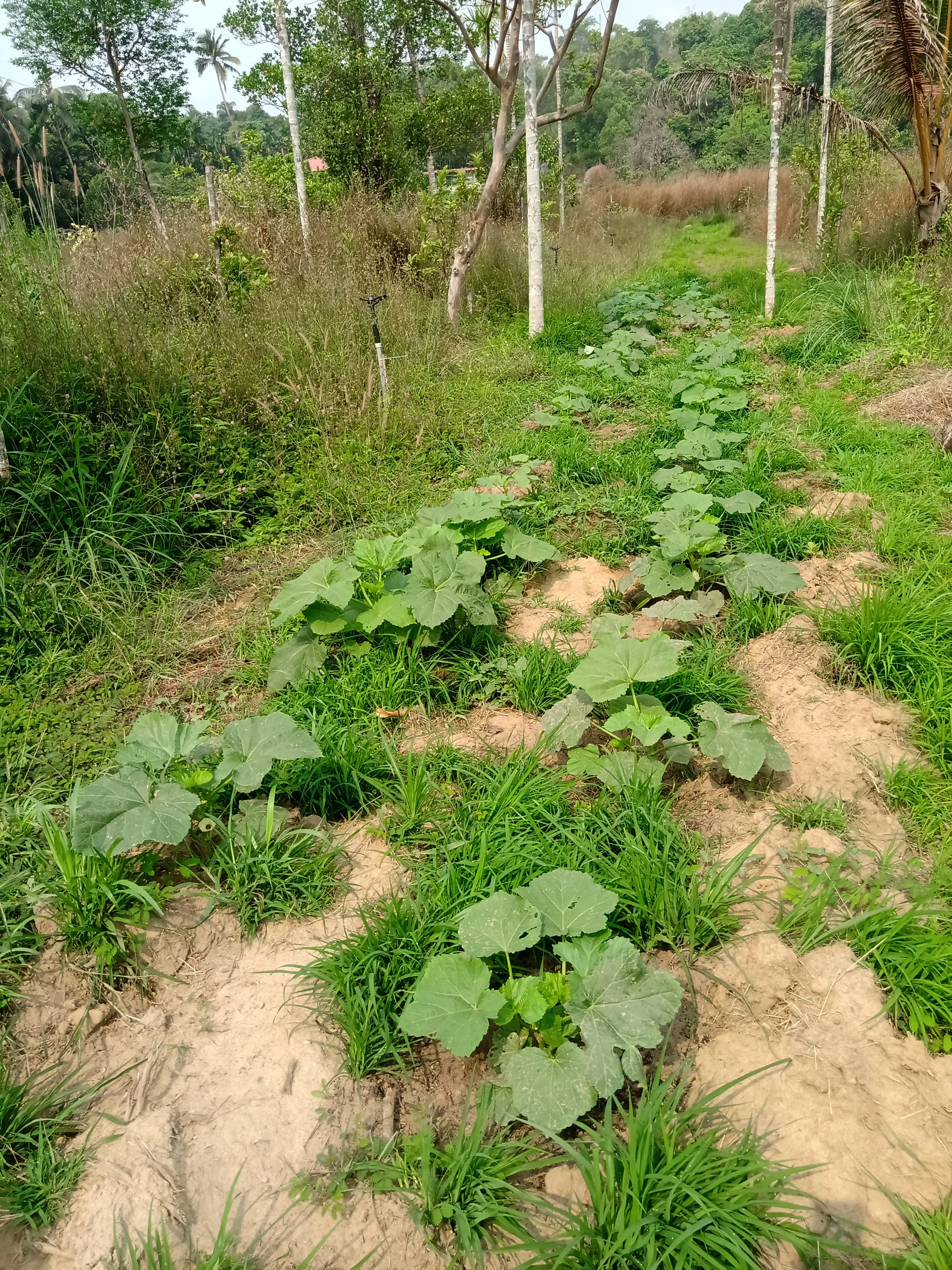 Rows of young, healthy pumpkin plants growing in rich soil amidst green grass.