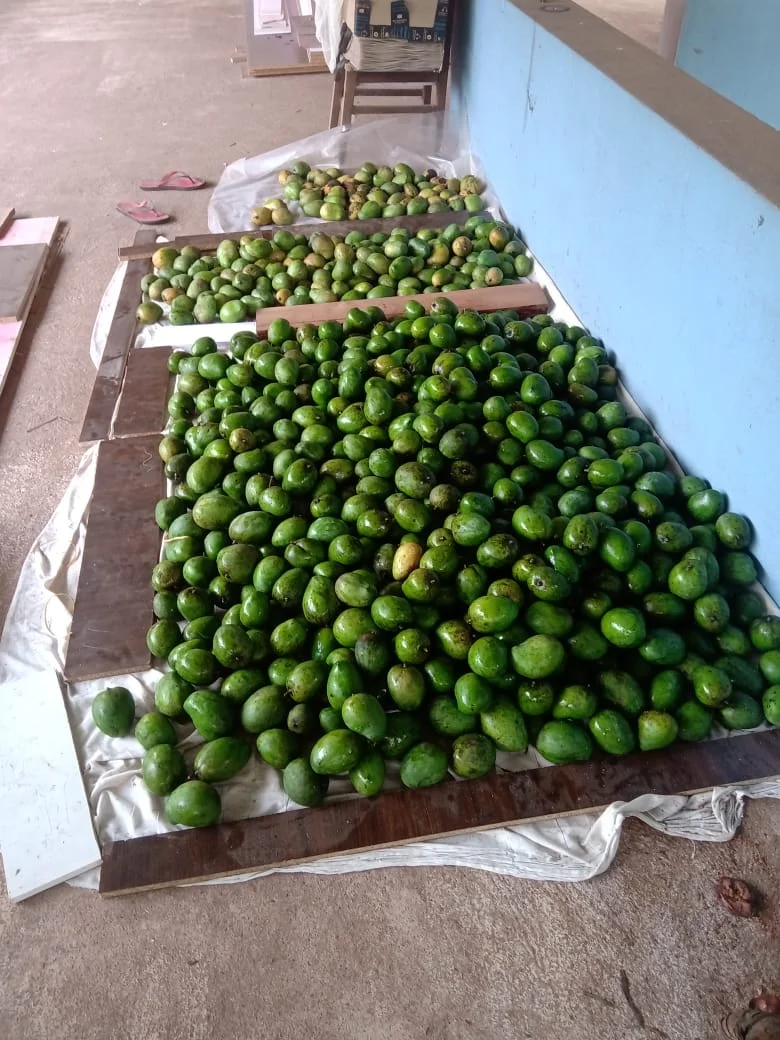Numerous green mangoes spread out on white sheets on the floor, indicating a bountiful harvest.