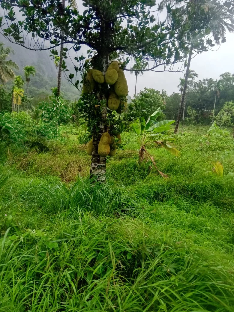 A tall jackfruit tree heavily laden with large, green jackfruits, standing in a vibrant green field with distant mountains.